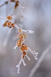 close-up yellow leaves in ice