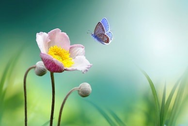 beautiful pink flower anemones fresh spring morning on nature and fluttering butterfly on soft green background, macro. spring template, elegant amazing artistic image, free space.