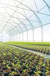 rows of potted seedlings in greenhouse