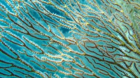 close-up of coralfound within coral reef area at tioman island, malaysia