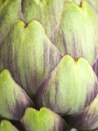 artichoke macro closeup