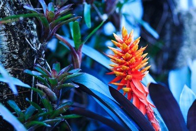 beauty orange flower from tropical wet forests , close-up of heliconia in the garden, closeup, background. flowers spring. beautiful bird-of-paradise flowers. best for floral design.