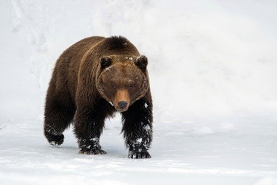 close wild big brown bear in winter forest