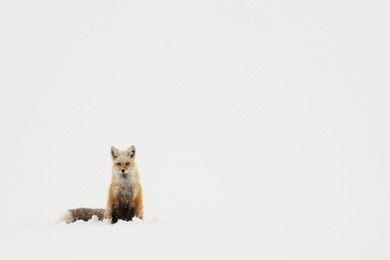 red fox sitting in the snow