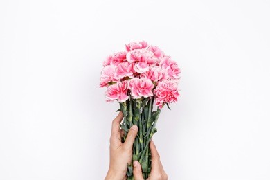 woman hand hold pink carnation on white background. flat lay, top view minimal festive spring flower background.