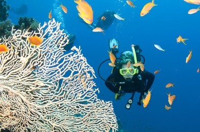 scuba diver with fish and coral on the great barrier reef