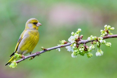 male eurasian greenfinch (chloris chloris) on a blossoming branch