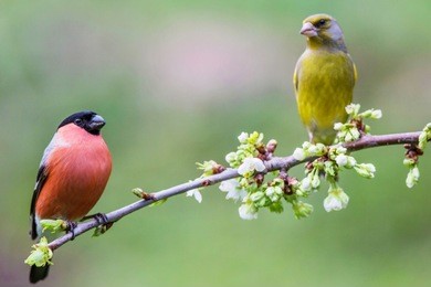 bullfinch (pyrrhula pyrrhula) and european greenfinch (chloris chloris) on a blossoming branch. slovakia