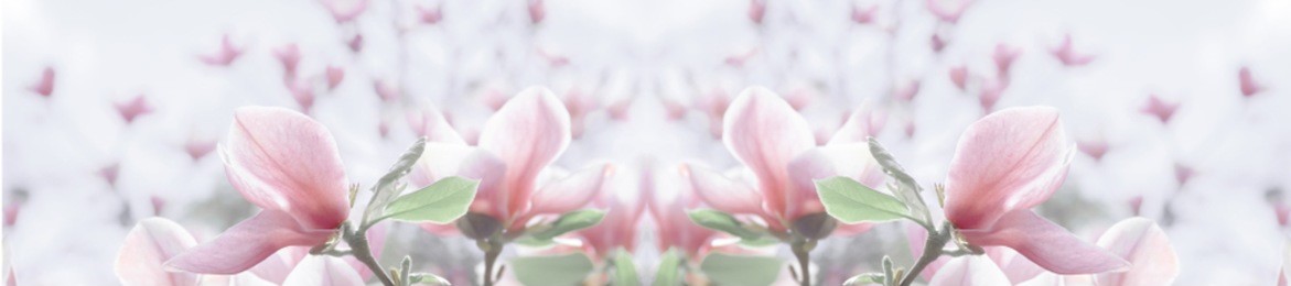  panorama  pale pink magnolia flower on a branch against the sky. shallow depth of field