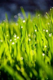 background of green fresh grass with dew in the morning