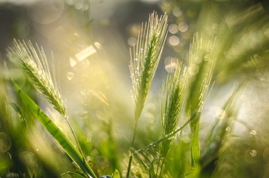 photo of the morning wheat germ after rain. the foreground and foreground are mashable. the photo is completely sun-drenched. it is visible on the back of the bokeh.