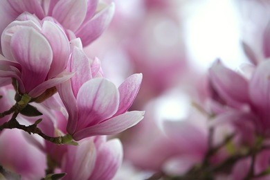 magnolia, blossoming magnolia
