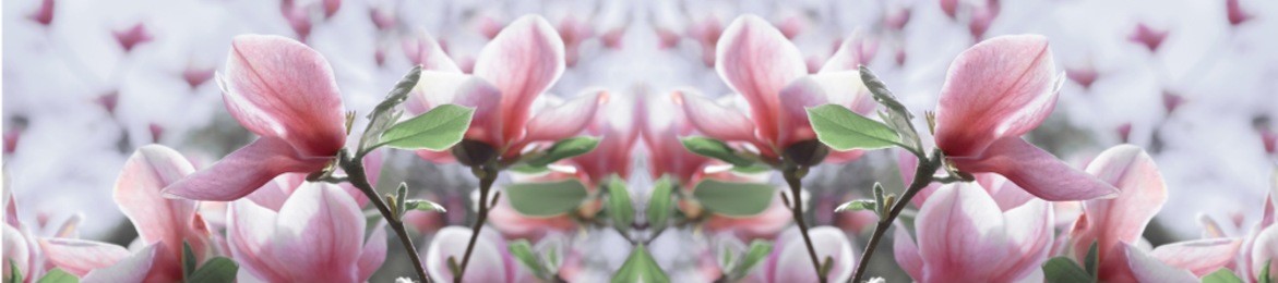  panorama  pale pink magnolia flower on a branch against the sky. shallow depth of field