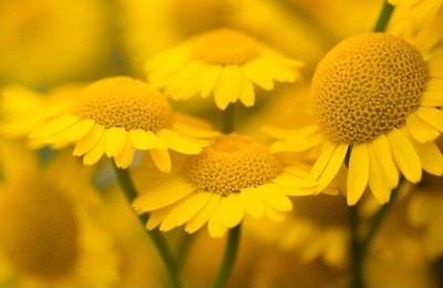 yellow flowers of dyer's camomile (anthemis tinctoria)