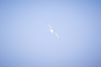 seagull flying over the sea on a clear blue sky sunny day