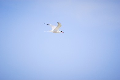 close up of seagull flying over the sea on a clear blue sky 