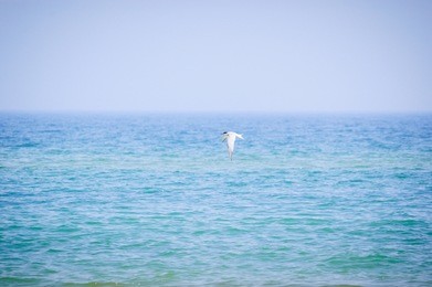 flying seagull over the sea