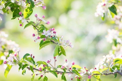 blooming cherry blossom. beautiful sunny garden with cherry and apple trees. spring flowers in bloom. fruit orchard with white and pink flower branches. nature beauty.