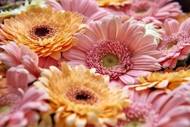 natural floral background of bright pink and orange gerberas, from mother's day as post card or as on march 8. close-up,