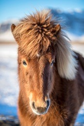 icelandic horse portrait