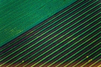 aerial view of lush green vineyard fields in napa valley, california