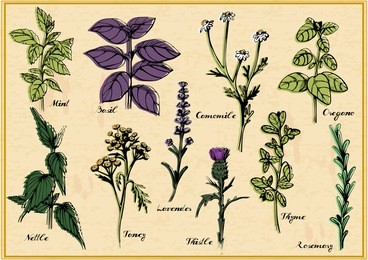 illustration of medical herbs set with calligraphy labels: mint, basil, camomile, oregano, nettle, tancy, lavender, thistle, thyme, rosemary. vintage hand-drawn style.