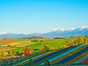panoramic flower gardens shikisai hill in biei, japan