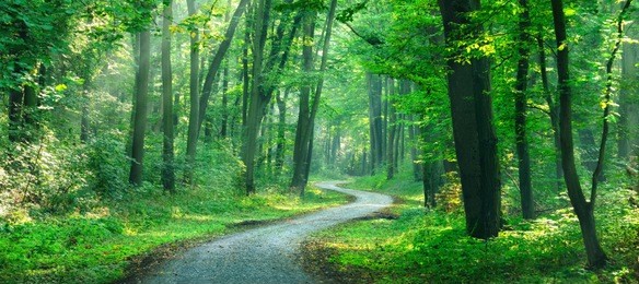 winding gravel road through sunny green forest illuminated by sunbeams through mist