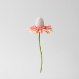 easter egg on pink daisy flower. minimal spring. nature concept.