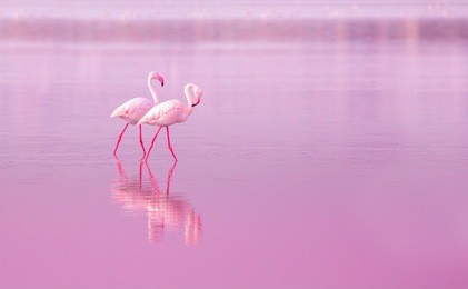 two of birds pink flamingo walking on the blue salt lake of cyprus in the city of larnaca, the concept of romance delicate background of love tinted in pink with space for text