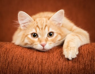lovely red kitten lies on the couch