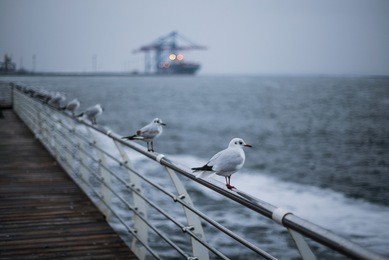 a flock of seagulls on the black sea odessa. close-up shot