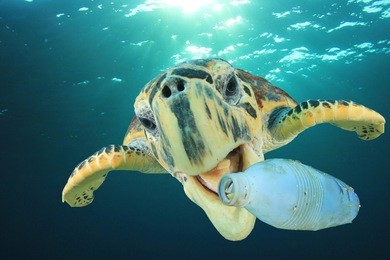 plastic pollution problem: sea turtle eats plastic bottle 