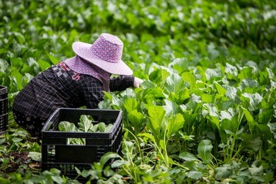 organic vegetable,farmers are harvesting agricultural produce, cantonese vegetables.