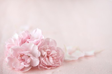 pink carnation background