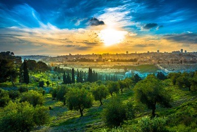 view of the old city jerusalem from the mount of olives with olive trees in the foreground