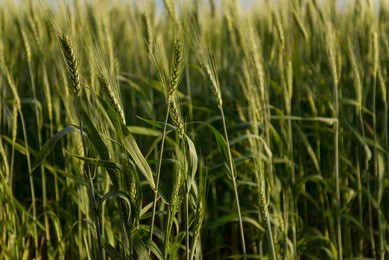 green wheat spike  immature wheat spike  green wheat fields