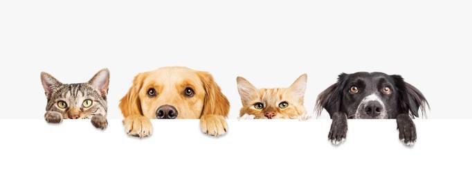 row of the tops of heads of cats and dogs with paws up, peeking over a blank white sign. sized for web banner or social media cover