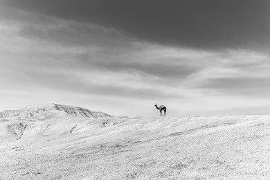 camel standing summit desert mountain ridge view, black and white, judaean desert landscape travel israel.