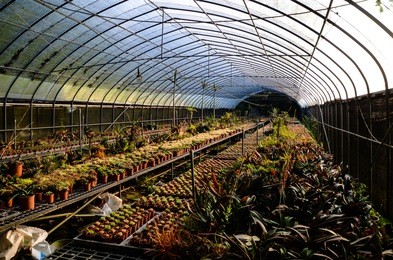 greenhouse succulent plants potted plants, gardening
