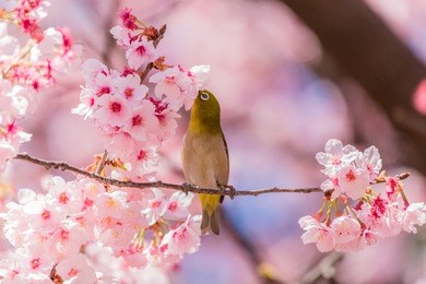 the japanese white-eye.the background is cherry blossoms(japanese name is kanzakura). located in tokyo prefecture japan.