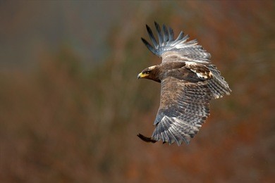 eagle in fly. flying dark brawn bird of prey steppe eagle, aquila nipalensis, with large wingspan. wildlife scene from nature. action fly scene with eagle. wildlife europe.
