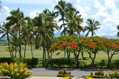 palm trees and poinciana blossom at tropical denarau golf course, viti levu fiji. 
