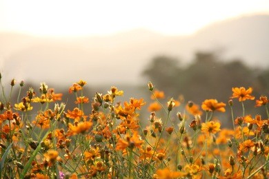 mexican aster, cosmos bipinnatus cav., compositae, cosmos