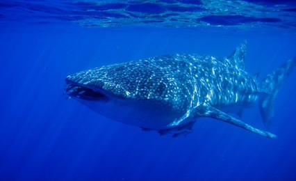 whale shark at ningaloo reef