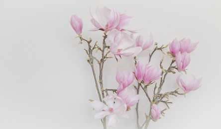magnolia flowers with brunch  on white background