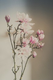 magnolia flowers with brunch  on white background