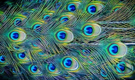 colorful patterns of thousands of beautiful birds.