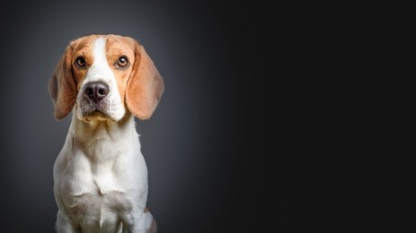 beagle dog on dark background on the left side