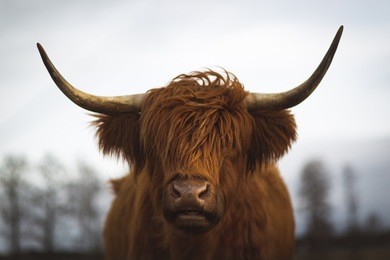 scottish highland cattle in bavaria